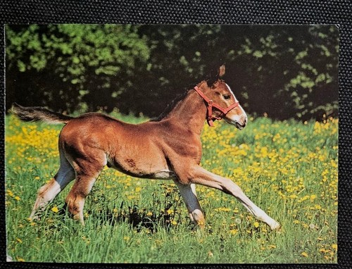 Horse postcard - horse, postcard,