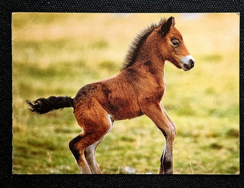 Horse postcard - horse, postcard,