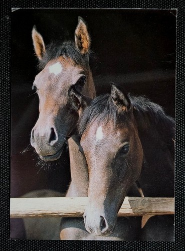 Horse postcard - horse,