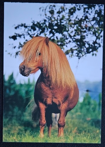 Horse postcard - horse,
