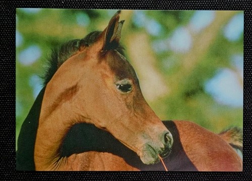 Horse postcard - horse,