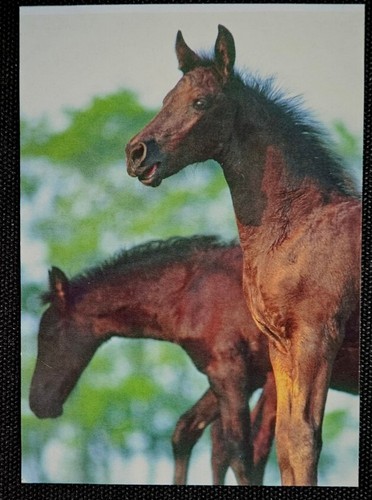 Horse postcard - horse, postcard,